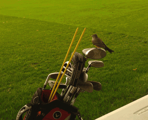 Birdie with the Driver